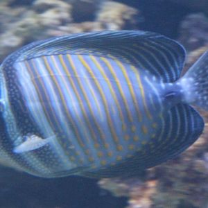 Desjardini Sailfin Tang (Zebrasoma desjardini)
