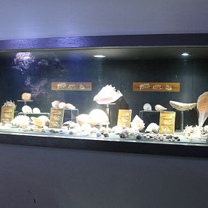 Shell-display