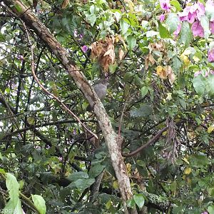 Green-backed Camaroptera