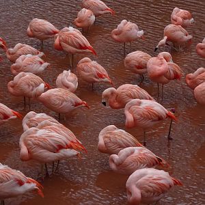 Chilean Flamingos, February 2016