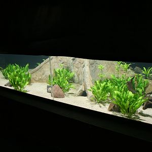 New Electric eel tank