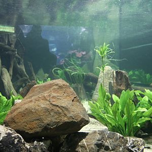 Inside of the Electric eel tank