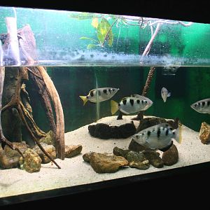 Archerfish aquarium