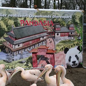 artist impression of the new Pandasia project