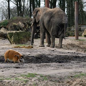 Red river hog and African elephant