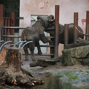 Duna and Tooth playing