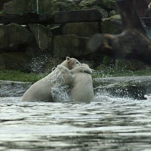 playing Polar bear cubs