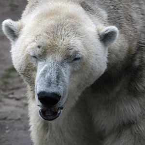 Felix the new polar bear male