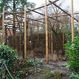 Yellow-throated marten exhibit