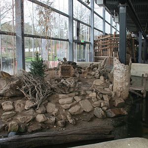 Asian small-clawed otter indoor exhibit