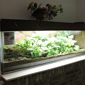 Enclosure Fire salamander