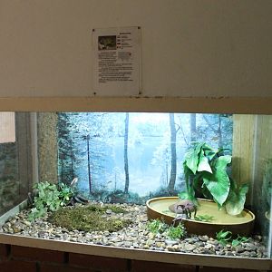 Enclosure Oriental fire-bellied toan