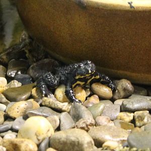 Oriental fire-bellied toad