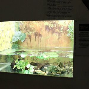 Enclosure African clawed frog
