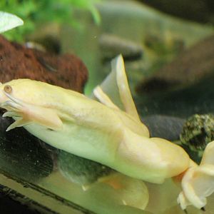 African clawed frog