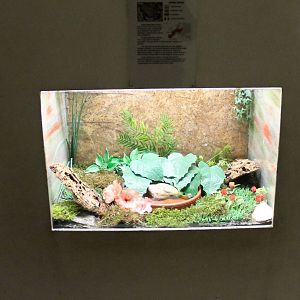 Enclosure Bufo calamita