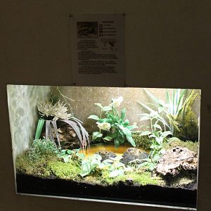 Enclosure Banded bullfrog