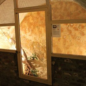 Enclosure Blue-tongued skink