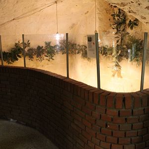 Enclosure Cane toads