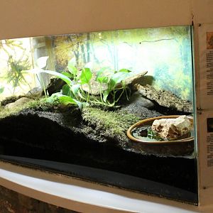 Enclosure Asian toad and Green toad
