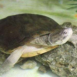 Adanson's mud turtle