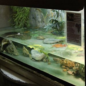 Enclosure Adanson's mud turtle