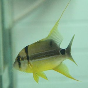 Symphorichthys spilurus