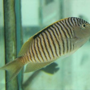 Genicanthus melanspilus