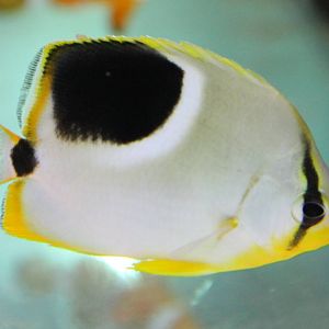 Saddled butterflyfish