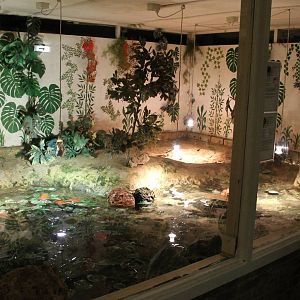 Enclosure Snapping and Alligator snapping turtle