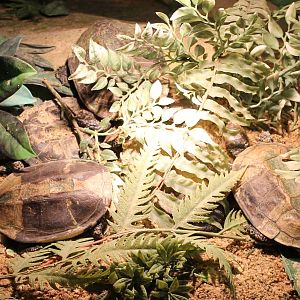 Western twist-neck turtles
