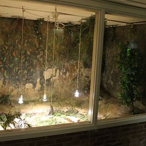 Enclosure Western twist-neck turtle