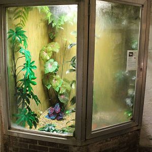 Enclosure White's tree frog