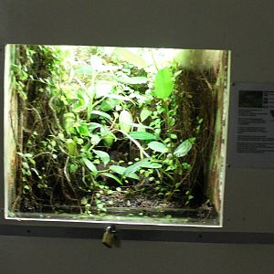 Tree frog enclosure