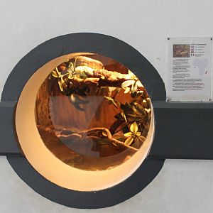 Enclosure Madagascar tree boa