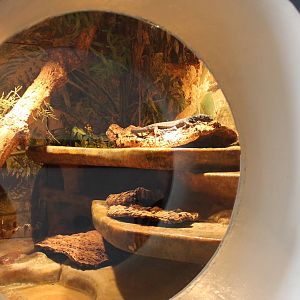 Enclosure Black tree monitor