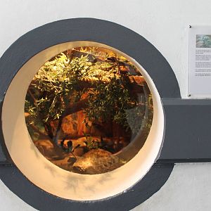 Enclosure Veiled chameleon