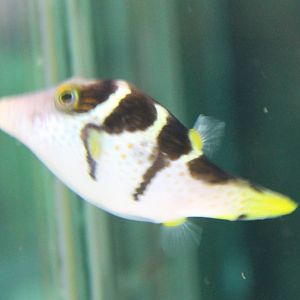 Canthigaster valentini