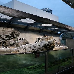 Penguin enclosure - Sunshine Aquarium Tokyo, February 2016