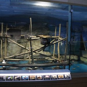 Mixed - species enclosure - Sunshine Aquarium Tokyo, February 2016