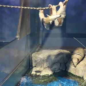 Tamandua and armadillo - Sunshine Aquarium Tokyo, February 2016