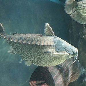 Rock - bacu (Lithodoras dorsalis) - Sunshine Aquarium Tokyo, February 2016