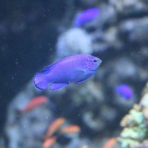 Sapphire devil - Sunshine Aquarium Tokyo, February 2016