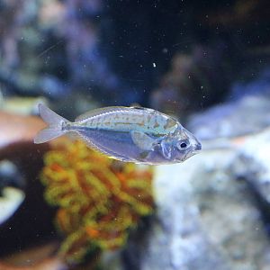 Spotnape ponyfish - Sunshine Aquarium Tokyo, February 2016