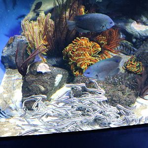 Striped eel catfish and crinoids - Sunshine Aquarium Tokyo, February 2016