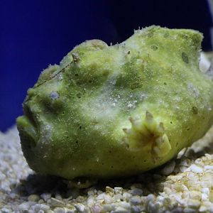 Frogfish - Sunshine Aquarium Tokyo, February 2016
