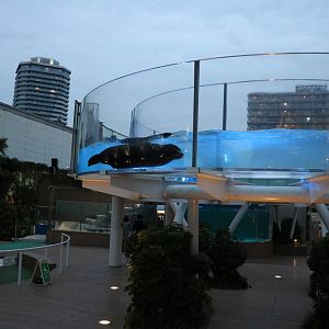 Sealion using raised waterways - Sunshine Aquarium Tokyo, February 2016