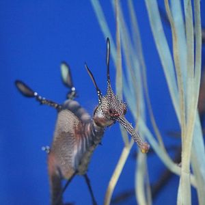 Weedy seadragon - Sunshine Aquarium Tokyo, February 2016