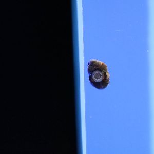 Baby lumpfish - Sunshine Aquarium Tokyo, February 2016