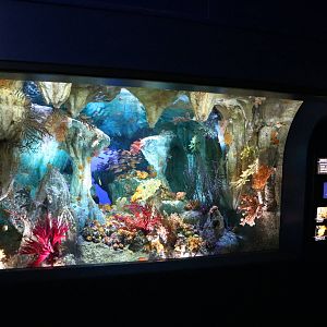 Cave tank - Sunshine Aquarium Tokyo, February 2016
